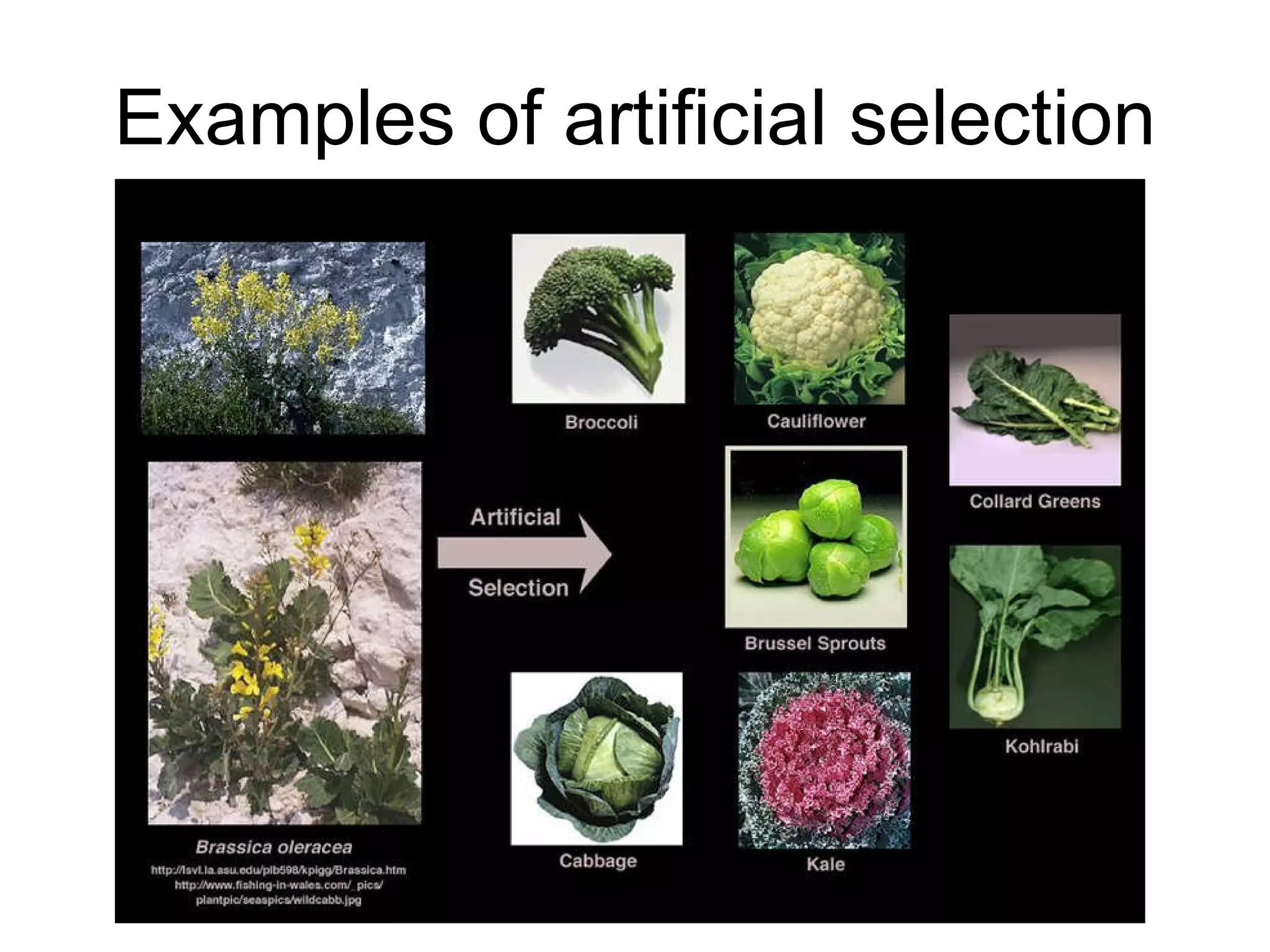 Examples of artificial selection 