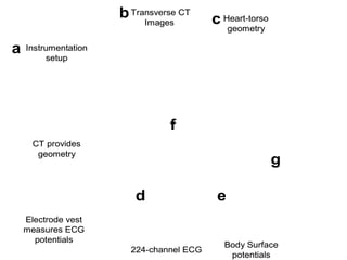 Electrode vest
measures ECG
potentials
Instrumentation
setup
Transverse CT
Images
Body Surface
potentials
Heart-torso
geometry
224-channel ECG
CT provides
geometry
a
b c
d e
f
g
Electrode vest
measures ECG
potentials
Instrumentation
setup
Transverse CT
Images
Body Surface
potentials
Heart-torso
geometry
224-channel ECG
CT provides
geometry
a
b c
d e
f
g
 