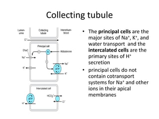 Collecting tubule
• The principal cells are the
major sites of Na+, K+, and
water transport and the
intercalated cells are the
primary sites of H+
secretion
• principal cells do not
contain cotransport
systems for Na+ and other
ions in their apical
membranes

 