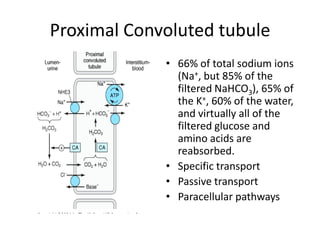Proximal Convoluted tubule
• 66% of total sodium ions
(Na+, but 85% of the
filtered NaHCO3), 65% of
the K+, 60% of the water,
and virtually all of the
filtered glucose and
amino acids are
reabsorbed.
• Specific transport
• Passive transport
• Paracellular pathways

 