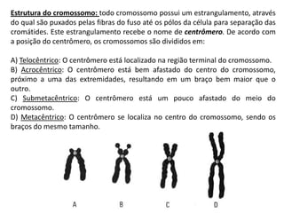 Estrutura do cromossomo: todo cromossomo possui um estrangulamento, através
do qual são puxados pelas fibras do fuso até os pólos da célula para separação das
cromátides. Este estrangulamento recebe o nome de centrômero. De acordo com
a posição do centrômero, os cromossomos são divididos em:

A) Telocêntrico: O centrômero está localizado na região terminal do cromossomo.
B) Acrocêntrico: O centrômero está bem afastado do centro do cromossomo,
próximo a uma das extremidades, resultando em um braço bem maior que o
outro.
C) Submetacêntrico: O centrômero está um pouco afastado do meio do
cromossomo.
D) Metacêntrico: O centrômero se localiza no centro do cromossomo, sendo os
braços do mesmo tamanho.
 