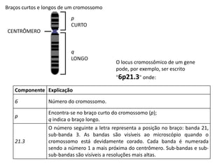 Braços curtos e longos de um cromossomo
                          p
                          CURTO
CENTRÔMERO


                          q
                          LONGO
                                             O locus cromossômico de um gene
                                             pode, por exemplo, ser escrito
                                             "6p21.3" onde:

   Componente Explicação

   6             Número do cromossomo.

                 Encontra-se no braço curto do cromossomo (p);
   p
                 q indica o braço longo.
                 O número seguinte a letra representa a posição no braço: banda 21,
                 sub-banda 3. As bandas são visíveis ao microscópio quando o
   21.3          cromossomo está devidamente corado. Cada banda é numerada
                 sendo a número 1 a mais próxima do centrômero. Sub-bandas e sub-
                 sub-bandas são visíveis a resoluções mais altas.
 