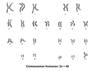 Cromossomos Humanos: 2n = 46
 