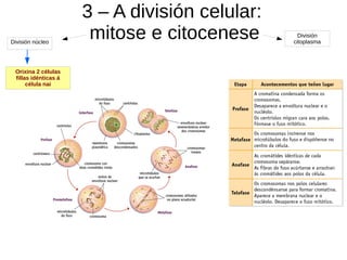 3 – A división celular:
mitose e citoceneseDivisión núcleo
Orixina 2 células
fillas idénticas á
célula nai
División
citoplasma
 