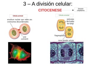 3 – A división celular:
División
citoplasma
Célula animal: Célula vexetal:
CITOCENESE
 