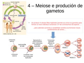 4 – Meiose e produción de
gametos
●
Ao producir 4 células fillas haploides permite ao unirse os gametos para
formar un novo individuo conservar o nº de cromosomas da especie......
...pero ademáis aumenta a variabilidae xenética ao formarse novas
combinacións de xenes....
 