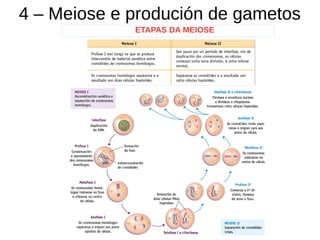 4 – Meiose e produción de gametos
ETAPAS DA MEIOSE
 