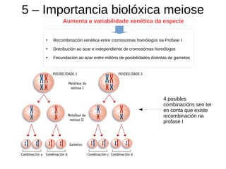 5 – Importancia biolóxica meiose
Aumenta a variabilidade xenética da especie
●
Recombinación xenética entre cromosomas homólogos na Profase I
●
Distribución ao azar e independiente de cromosomas homólogos
●
Fecundación ao azar entre millóns de posibilidades distintas de gametos
4 posibles
combinacións sen ter
en conta que existe
recombinación na
profase I
 