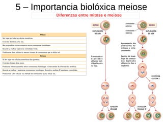 5 – Importancia biolóxica meiose
Diferenzas entre mitose e meiose
 