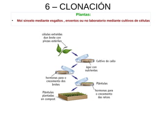 6 – CLONACIÓN
Plantas:
●
Moi sinxelo mediante esgallos , enxertos ou no laboratorio mediante cultivos de células
 