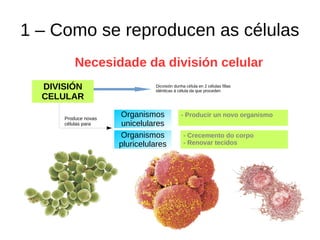 1 – Como se reproducen as células
Necesidade da división celular
Dicvisión dunha célula en 2 células fillas
idénticas á célula da que proceden
Produce novas
células para
DIVISIÓN
CELULAR
- Producir un novo organismoOrganismos
unicelulares
- Crecemento do corpo
- Renovar tecidos
Organismos
pluricelulares
 