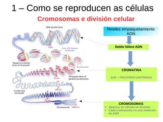 1 – Como se reproducen as células
Cromosomas e división celular
Doble hélice ADN
CROMATINA
ADN + PROTEÍNAS (HISTONAS)
CROMOSOMAS
●
Aparece en células en división
●
Cada cromosoma es una molécula
de ADN
Niveles empaquetamiento
ADN
 