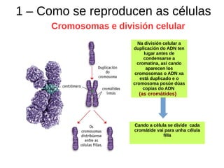 1 – Como se reproducen as células
Cromosomas e división celular
Na división celular a
duplicación do ADN ten
lugar antes de
condensarse a
cromatina, así cando
aparecen los
cromosomas o ADN xa
está duplicado e o
cromosoma posúe dúas
copias do ADN
(as cromátides)
Cando a célula se divide cada
cromátide vai para unha célula
filla
 