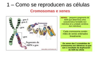 1 – Como se reproducen as células
Cromosomas e xenes
Cada cromosoma contén
miles de xenes ordenados
linealmente
Os xenes das 2 cromátidas do
cromosoma son idénticos xa que
son o resultado da duplicación
do ADN da célula
xenes: pequeno gragmento de
ADN que determina unha
característica herdable dun
indivíduo (é a unidade xenética
dun indivíduo)
 