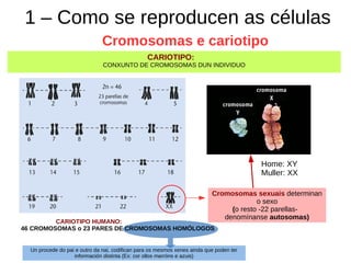 1 – Como se reproducen as células
Cromosomas e cariotipo
Cromosomas sexuais determinan
o sexo
(o resto -22 parellas-
denomínanse autosomas)
CARIOTIPO:
CONXUNTO DE CROMOSOMAS DUN INDIVIDUO
CARIOTIPO HUMANO:
46 CROMOSOMAS o 23 PARES DE CROMOSOMAS HOMÓLOGOS
Un procede do pai e outro da nai, codifican para os mesmos xenes ainda que poden ter
información distinta (Ex: cor ollos marróns e azuis)
Home: XY
Muller: XX
 