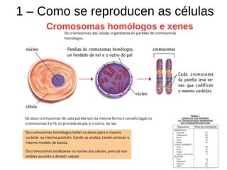 1 – Como se reproducen as células
Cromosomas homólogos e xenes
 