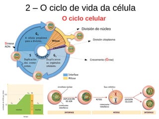 2 – O ciclo de vida da célula
O ciclo celular
División do núcleo
División citoplasma
Crecemento (Grow)
Síntese
ADN
 