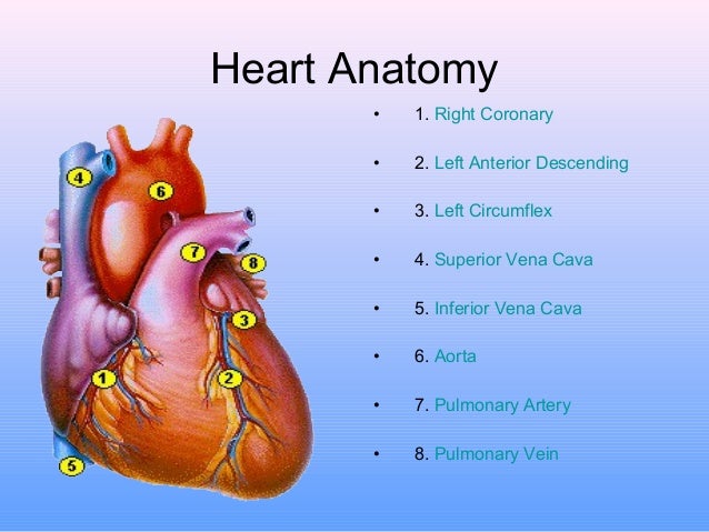 anatomy and function of the coronary arteries