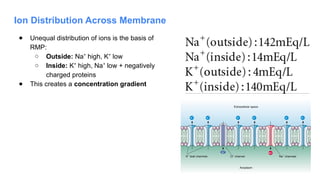 Ion Distribution Across Membrane
● Unequal distribution of ions is the basis of
RMP:
○ Outside: Na high, K low
⁺ ⁺
○ Inside: K high, Na low + negatively
⁺ ⁺
charged proteins
● This creates a concentration gradient
 