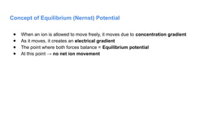 Concept of Equilibrium (Nernst) Potential
● When an ion is allowed to move freely, it moves due to concentration gradient
● As it moves, it creates an electrical gradient
● The point where both forces balance = Equilibrium potential
● At this point → no net ion movement
 