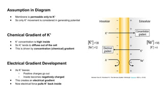 Assumption in Diagram
● Membrane is permeable only to K⁺
● So only K movement is considered in generating potential
⁺
Chemical Gradient of K⁺
● K concentration is
⁺ high inside
● So K tends to
⁺ diffuse out of the cell
● This is driven by concentration (chemical) gradient
Electrical Gradient Development
● As K leaves:
⁺
○ Positive charges go out
○ Inside becomes negatively charged
● This creates an electrical gradient
● Now electrical force pulls K back inside
⁺
Michael-Titus AT, Shortland PJ. The Nervous System. Edinburgh: Elsevier; 2023. p. 33-52.
 