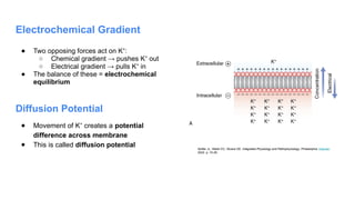 Electrochemical Gradient
● Two opposing forces act on K :
⁺
○ Chemical gradient → pushes K out
⁺
○ Electrical gradient → pulls K in
⁺
● The balance of these = electrochemical
equilibrium
Seifter JL, Walsh EC, Sloane DE. Integrated Physiology and Pathophysiology. Philadelphia: Elsevier;
2022. p. 15-29.
Diffusion Potential
● Movement of K creates a
⁺ potential
difference across membrane
● This is called diffusion potential
 