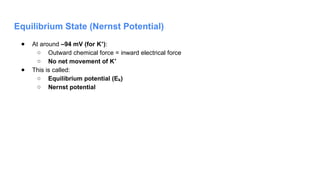 Equilibrium State (Nernst Potential)
● At around –94 mV (for K )
⁺ :
○ Outward chemical force = inward electrical force
○ No net movement of K⁺
● This is called:
○ Equilibrium potential (E )
ₖ
○ Nernst potential
 