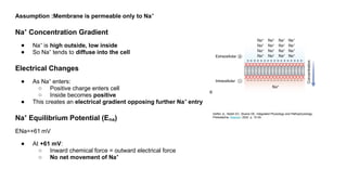 Assumption :Membrane is permeable only to Na⁺
Na Concentration Gradient
⁺
● Na is
⁺ high outside, low inside
● So Na tends to
⁺ diffuse into the cell
Electrical Changes
● As Na enters:
⁺
○ Positive charge enters cell
○ Inside becomes positive
● This creates an electrical gradient opposing further Na entry
⁺
Na Equilibrium Potential (E )
⁺ ₙₐ
ENa=+61 mV
● At +61 mV:
○ Inward chemical force = outward electrical force
○ No net movement of Na⁺
Seifter JL, Walsh EC, Sloane DE. Integrated Physiology and Pathophysiology.
Philadelphia: Elsevier; 2022. p. 15-29.
 