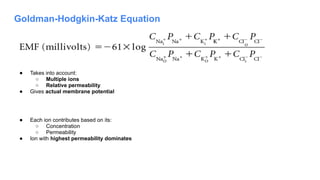 Goldman-Hodgkin-Katz Equation
​
​
● Takes into account:
○ Multiple ions
○ Relative permeability
● Gives actual membrane potential
● Each ion contributes based on its:
○ Concentration
○ Permeability
● Ion with highest permeability dominates
 