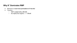 Why K Dominates RMP
⁺
● Membrane is much more permeable to K than Na
⁺ ⁺
● Therefore:
○ RMP is closer to E (–94 mV)
ₖ
○ But slightly less negative → ~ –70 mV
 