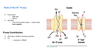 Role of Na /K Pump
⁺ ⁺
● Pump action:
○ 3 Na out
⁺
○ 2 K in
⁺
● Net effect:
○ Loss of one positive charge → makes inside
more negative
Pump Contribution
● Adds about –4 mV to membrane potential
● So:
○ → becomes ≈ –70 mV
Hall JE, Hall ME, Vaz M, Kurpad A, Raj T. Guyton and Hall Textbook of Medical Physiology. 3rd South Asia ed. Noida:
Elsevier India; 2020. p. 61-64.
 
