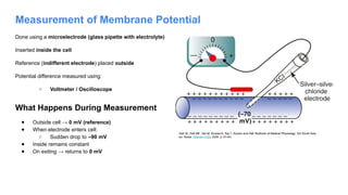 Measurement of Membrane Potential
Done using a microelectrode (glass pipette with electrolyte)
Inserted inside the cell
Reference (indifferent electrode) placed outside
Potential difference measured using:
○ Voltmeter / Oscilloscope
What Happens During Measurement
● Outside cell → 0 mV (reference)
● When electrode enters cell:
○ Sudden drop to –90 mV
● Inside remains constant
● On exiting → returns to 0 mV
Hall JE, Hall ME, Vaz M, Kurpad A, Raj T. Guyton and Hall Textbook of Medical Physiology. 3rd South Asia
ed. Noida: Elsevier India; 2020. p. 61-64.
 