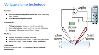 Voltage clamp technique
Principle:
● Maintains membrane potential constant while measuring
ionic currents
● Uses feedback amplifier system
Components:
● Voltage electrode: Measures membrane potential
● Current electrode: Injects current to maintain set voltage
● Amplifier: Adjusts current to “clamp” voltage
Working:
● Any ion movement → change in voltage
● Amplifier injects opposite current → keeps voltage constant
● Measured current = ionic current across membrane
Significance:
Essential for studying Na , K currents
⁺ ⁺ and action potential
mechanisms
 