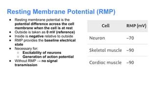 Resting Membrane Potential (RMP)
● Resting membrane potential is the
potential difference across the cell
membrane when the cell is at rest
● Outside is taken as 0 mV (reference)
● Inside is negative relative to outside
● RMP provides the baseline electrical
state
● Necessary for:
○ Excitability of neurons
○ Generation of action potential
● Without RMP → no signal
transmission
 