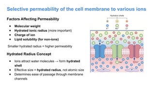 Selective permeability of the cell membrane to various ions
Factors Affecting Permeability
● Molecular weight
● Hydrated ionic radius (more important)
● Charge of ion
● Lipid solubility (for non-ions)
Smaller hydrated radius = higher permeability
Hydrated Radius Concept
● Ions attract water molecules → form hydrated
shell
● Effective size = hydrated radius, not atomic size
● Determines ease of passage through membrane
channels
 