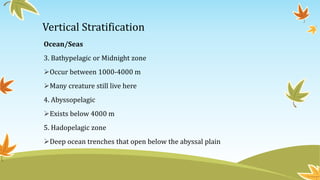 Vertical Stratification
Ocean/Seas
3. Bathypelagic or Midnight zone
Occur between 1000-4000 m
Many creature still live here
4. Abyssopelagic
Exists below 4000 m
5. Hadopelagic zone
Deep ocean trenches that open below the abyssal plain
 