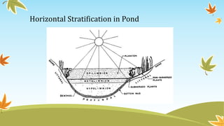 Horizontal Stratification in Pond
 