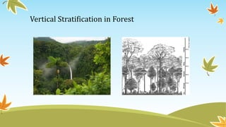 Vertical Stratification in Forest
 