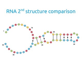 RNA 2nd
structure comparison
 