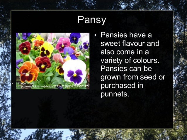 5 Edible Flowers That You Can Grow In Your Vegetable Patch To Add Col