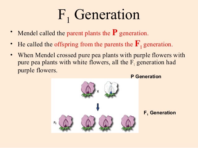genetics mendel offspring pure flowering