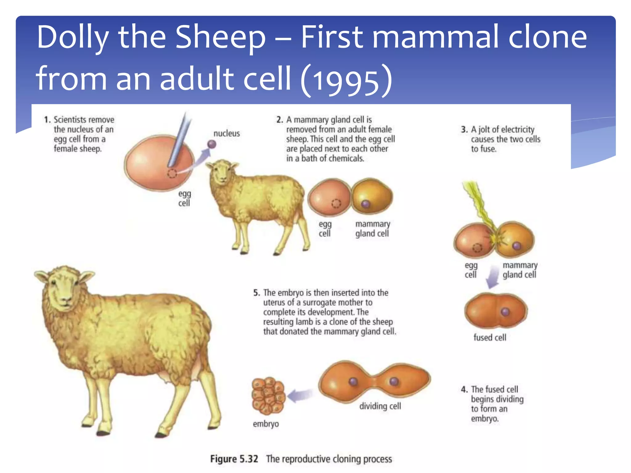 Dolly the Sheep – First mammal clone 
from an adult cell (1995) 
 