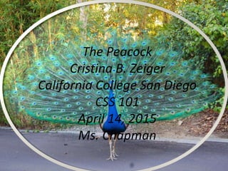 The Peacock
Cristina B. Zeiger
California College San Diego
CSS 101
April 14, 2015
Ms. Chapman
 