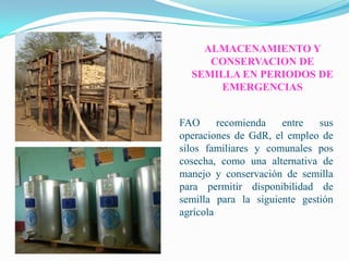 Semillas en emergencias, Por Einstein Tejada - FAO
