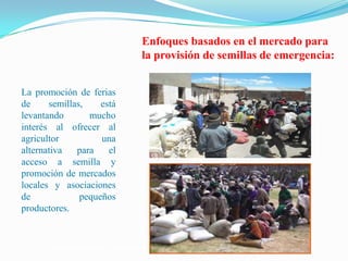 Semillas en emergencias, Por Einstein Tejada - FAO