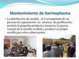 Semillas en emergencias, Por Einstein Tejada - FAO