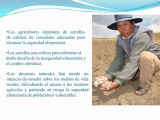 Semillas en emergencias, Por Einstein Tejada - FAO