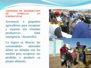 Semillas en emergencias, Por Einstein Tejada - FAO