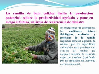 Semillas en emergencias, Por Einstein Tejada - FAO