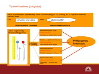 Tyrimo klausimas (pavyzdys)
Atlikite eksperimentą ir įsitikinkite kaip vienas kintamasis sąlygoja kitą kintamąjį. Po to užpildykite praleistas
klausimo vietas.
Kaip veikia
Nepriklausomas kintamasis Priklausomas kintamasis
Atlikite eksperimentą.
Pavaizduokite jį piešiniu.
kamuoliuko temperatūra atšokimo aukštį?
Kamuoliuko išmetimo aukštis
Aš tai kontroliavau
Nustatydamas tą patį išmetimo aukštį
Paviršius, į kurį atsimušė rutuliukas
Aš tai kontroliavau
Pasirinkdamas tą patį paviršių
Kamuoliuko medžiagą
Aš tai kontroliavau
Naudodamas tą patį kamuoliuką
Kambario temperatūra
Aš to ne kontroliavau
Švietė Saulė ir kambaryje tapo
šilčiau
Priklausomas
kintamasisKontroliuoja
mi kintamieji
 